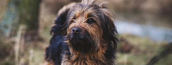 close up of dog head