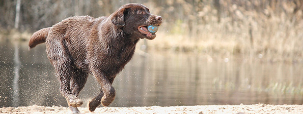 dog running with a blue ball in his mouth