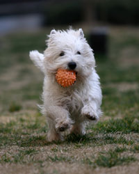 white dog running with orange ball in mouth