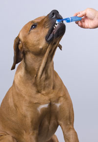 dog brushing teeth with blue brush