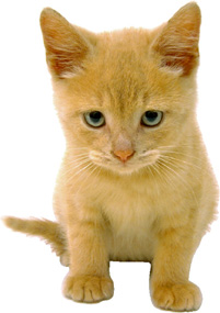 golden kitten