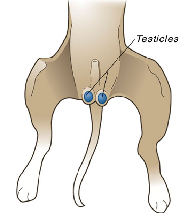 location of Testicles for a dog