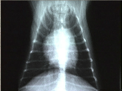 radiology image