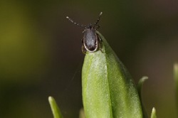 tick on green leave