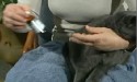 applying ear drop to cat ear