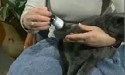 feeding medicine to cat