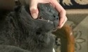 brushing a black cat's teeth