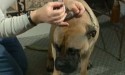 applying ear drop into dog ear