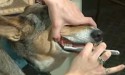 brushing dog's teeth with a white brush