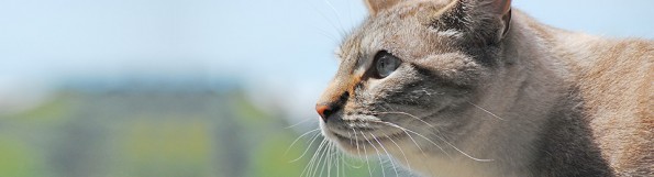 close up of cat head under the sun